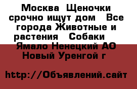 Москва! Щеночки срочно ищут дом - Все города Животные и растения » Собаки   . Ямало-Ненецкий АО,Новый Уренгой г.